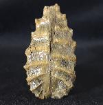 Scaphotrigonia navis (LAMARCK 1819) - Bild &copy; FossNet FossilienStore